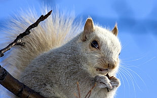 gray squirrel macro photography HD wallpaper
